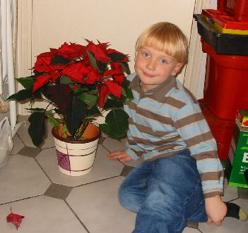 Christmas Plant, the poinsettia. Copyright David Marks. Click picture to enlarge.