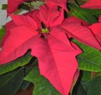 Poinsettia  - click to enlarge