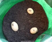 Seed potatoes in container