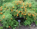Potentilla fruticosa Hopleys Orange. Click picture to enlarge.