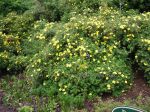 Potentilla fruticosa Lady Danesbury. Click picture to enlarge.