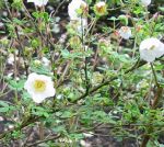 Potentilla fruticosa Rhodocalyx. Click picture to enlarge.