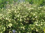Potentilla fruticosa William Purdom. Click picture to enlarge.