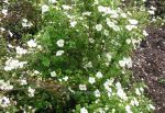 Potentilla fruticosa Winifred Wynne. Click picture to enlarge.