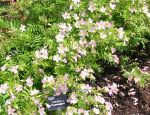Potentilla x hopwoodiana. Click picture to enlarge.