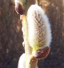 Easter Flower 'pussy willow'
