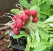 radish plant 'Saxa'