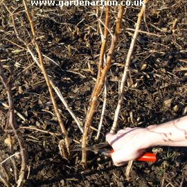 Picture of pruning a raspberry cane