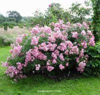 Ballerina shrub rose