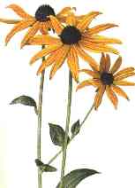 PIcture of Rudbeckia fulgida Suilvantii