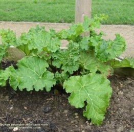 Young rhubarb