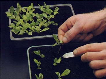 Seedlings