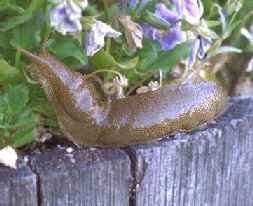 Picture of a slug