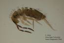 Springtail bug Courtesy Iowa State University. Click to enlarge