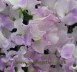 Sweet Pea Lilac Ripple. Click picture to enlarge.