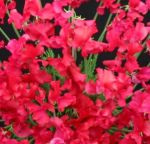 Sweet Pea variety Marti Caine. Click picture to enlarge.