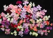 plant for bedding, sweet pea variety Spencer Mixed