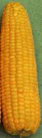 Picture of Sweet Corn 'Aztec'