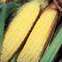 Sweet Corn picture - variety Lark