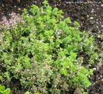 Picture of variegated thyme