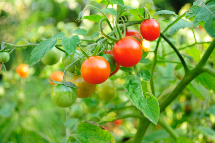 Tomato Plants