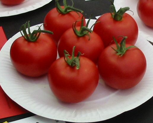 Tomato Goldstar picture