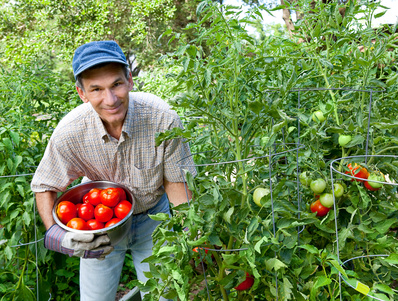 Tomato