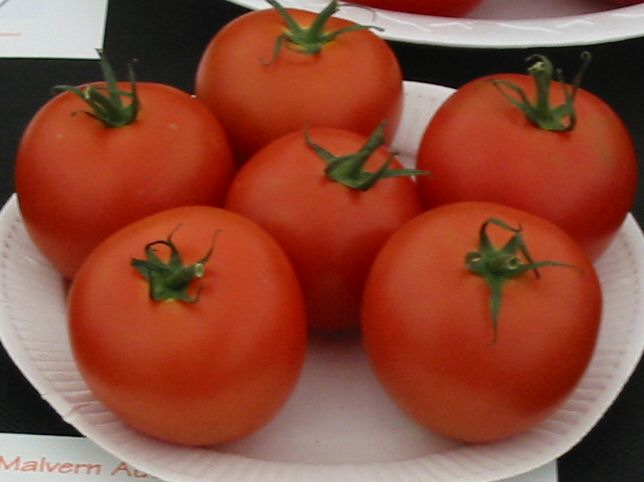 Tomato Stones Exhibition picture