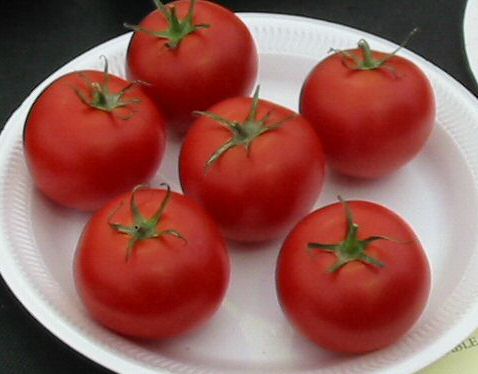 Tomato Temptation picture