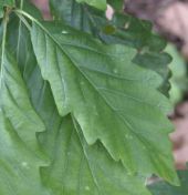 Leaf of Mirbeck's Oak (quercus canariensis)
