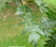 Leaf of Turkey Oak (quercus cerris)