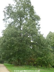 Picture of the Turkey Oak tree (quercus cerris)