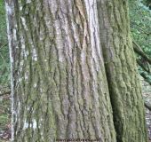 Bark and trunk of quercus coccinea (Scarlet Oak)