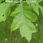Leaf of the Scarlet Oak