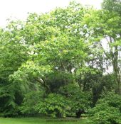 Picture of the tree quercus coccinea (Scarlet Oak)
