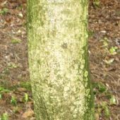 The trunk and bark of quercus glauca or Japanese Blue Oak