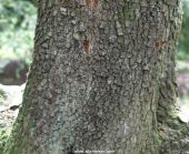 Picture of the trunk and bark of quercus iles (Holm Oak)