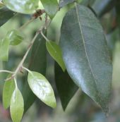 The leaf of a Holm Oak (quercus ilex)