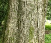 The trunk and bark of the Caucasian Oak quercus macranthera