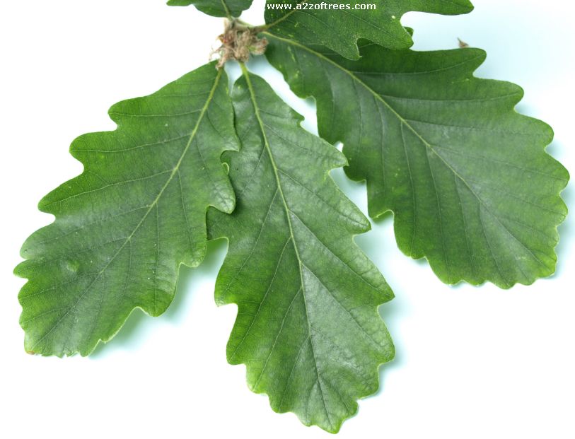 How To Identify Different Oak Trees 