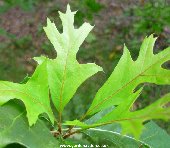 Immature leaves of quercus nuttalli - Nuttall Oak