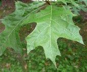 Leaf of the Nuttall Oak (quercus nuttallii)