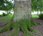 Trunk of the Sessile Oak (quercus petraea)