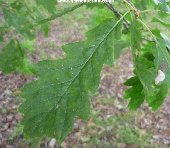 The leaf of the Sessile Oak, quercus petraea