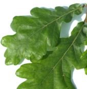 Pyrenean Oak leaf