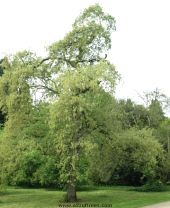 Picture of the tree quercus pyrenaica (Pyrenean Oak)