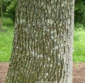The bark and trunk of quercus robur
