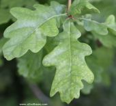 Leaf of quercus robur