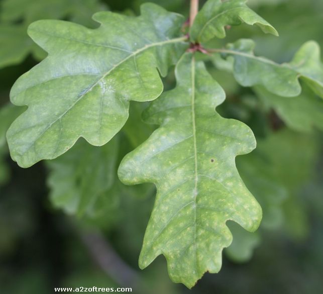 oak tree leaves