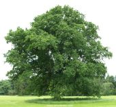 Quercus robur, the Pendunculate Oak